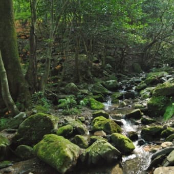 夏の山野草