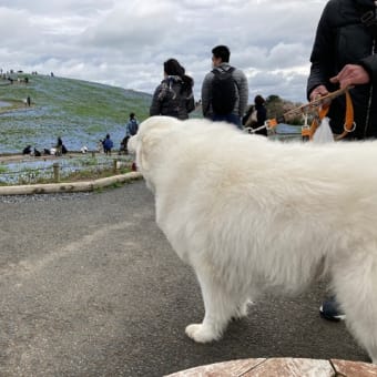 ひたち海浜公園　ネモフィラ