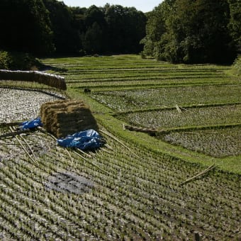 田圃の秋深まる