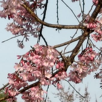 桜・桜～咲くのが早い。。。