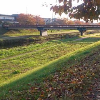 公園の紅葉です