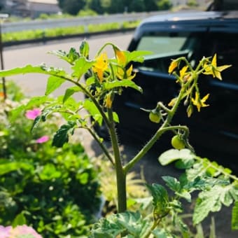 2022/06/03 ハーブ植えかえしたヨ(^^)