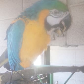平成29年も動物たちに恵方巻き！