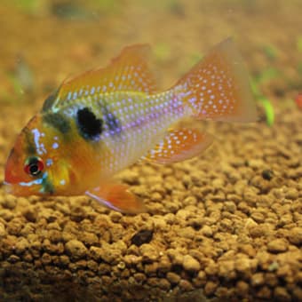 画像一覧 沖縄県那覇市のアクアショップ 熱帯魚と水草と観葉植物のaquariumこうりん 画像一覧 沖縄県那覇市のアクアショップ 熱帯魚と水草と観葉植物のaquariumこうりん