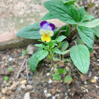 今年の夏はピンクの花を💐