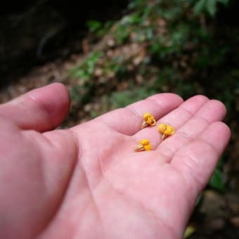 写真撮りのため黒髪山へ