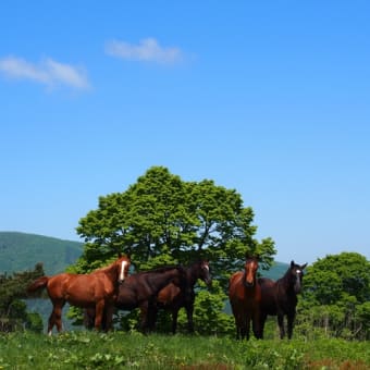 新緑の高清水牧場