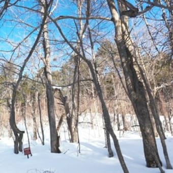 札幌５０峰　冬の人気ルート　百松沢山