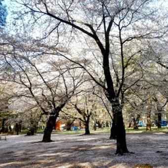 大宮公園桜開花速報(2016.4.8)
