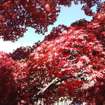 秋の信州紅葉めぐり