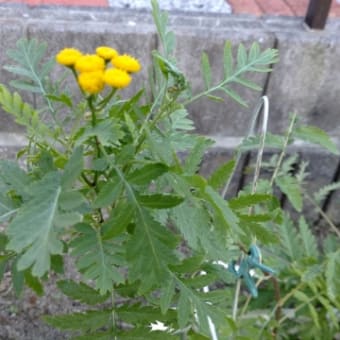 菊、ビオラ、ストックとかいろいろ～秋の庭～