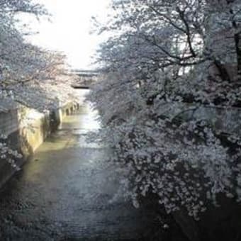 神田川の桜。