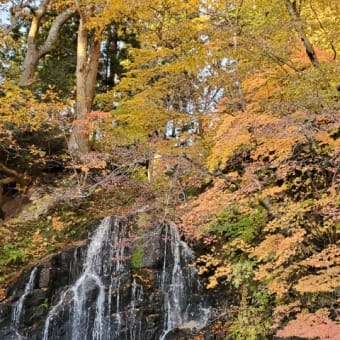 🍁🍂中野もみじ山🍁🍂