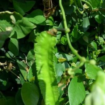 今元気な野菜　　夏の名残