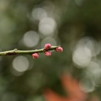 今年も