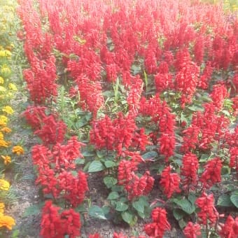千里南公園のサルビア・マリーゴールド花壇