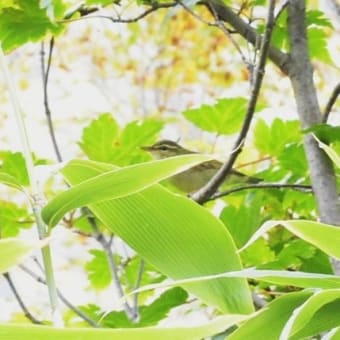 栂池自然園　中部山岳国立公園　その２