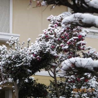 今冬一番の寒波に「雪景色」