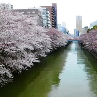 2016年4月　目黒川の桜