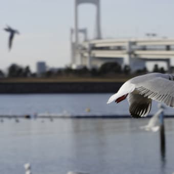 ユリカモメ_04_東京都お台場