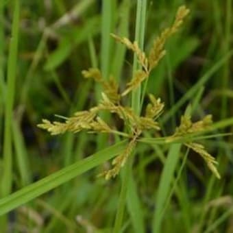 お出かけください、迫間湿地の花々（６月～）〈確認中〉