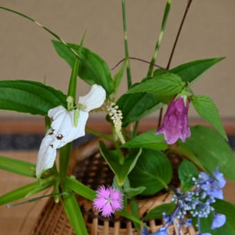 半夏生の候　半夏生の花は？　お稽古は名水点