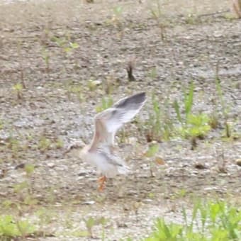 ヒナ、飛んだ ♪