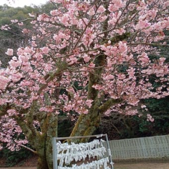 薄墨寒桜