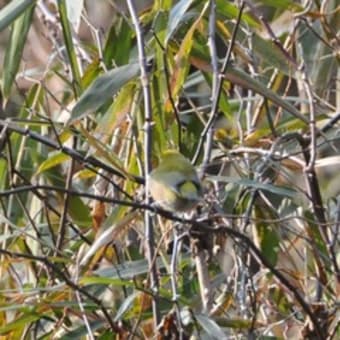 野鳥と野草