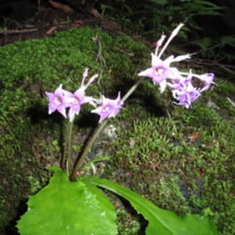 西沢渓谷ハイキング2011.8.7.　雷雨