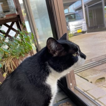 くろべえもほたちゃんも元気です🐈‍⬛