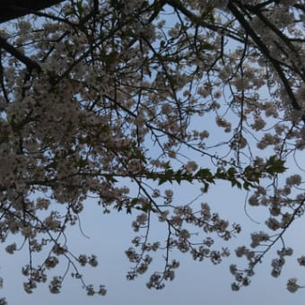 葉桜。。。
