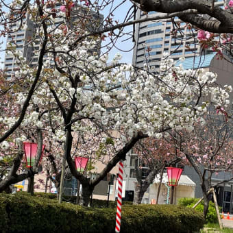 春花盛り‥‥大阪市