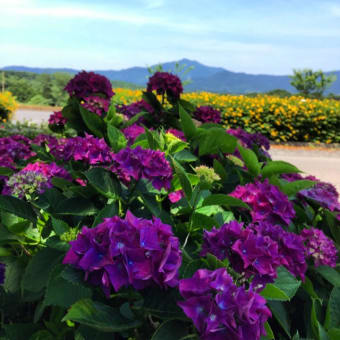 紫陽花からの筑波山 今朝から晴天で暑く感じます！