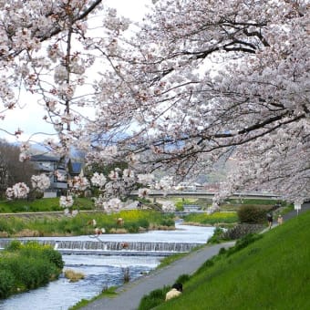 高野川沿いの桜