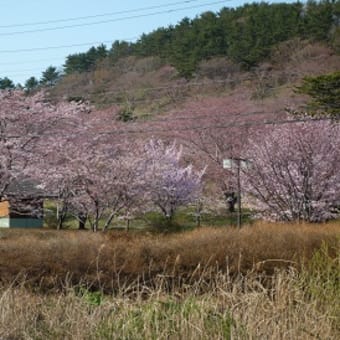 サクラ五分咲き