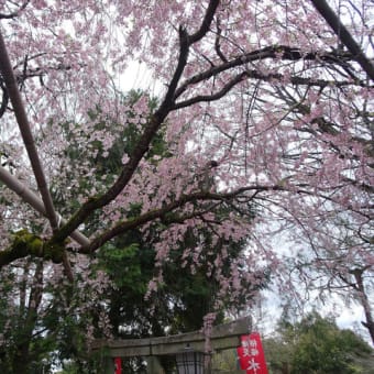 ２０２４年・京都霊場魔所の桜（前編）　＠　京都妖怪探訪（８８３）
