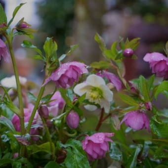 ●我が家の３月の花（12）雨の中  庭の花　クリスマスローズ　ミツマタ　河津桜