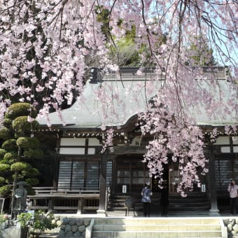 日本の桜を堪能して来ました。