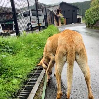相棒🐕