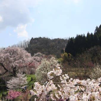 宇陀市の桜見物