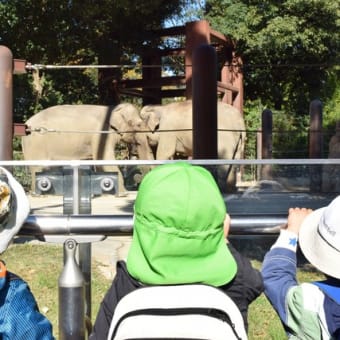 上野動物園に行ってきました！