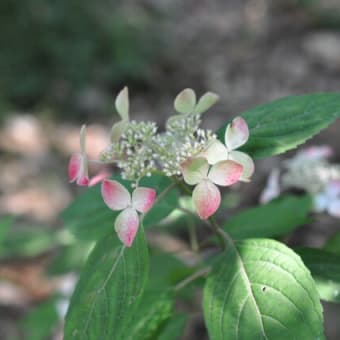 「墨田の花火」満開