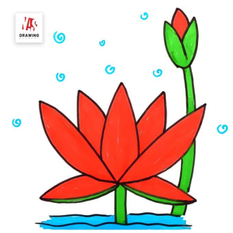 How to Draw Waterlily | কিভাবে শাপলা ফুল আঁকবে