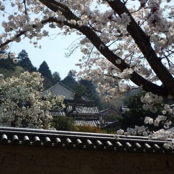 今日の奈良の桜は、満開！！！！。