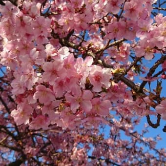 河津桜を見に行ってきました♪