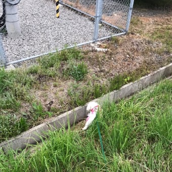 道路脇の草むらに埋もれる