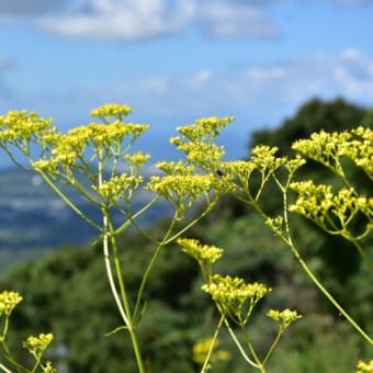 里山の草原にて