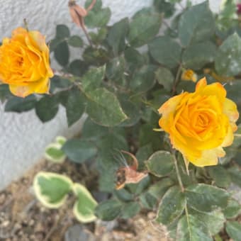 黄色い薔薇