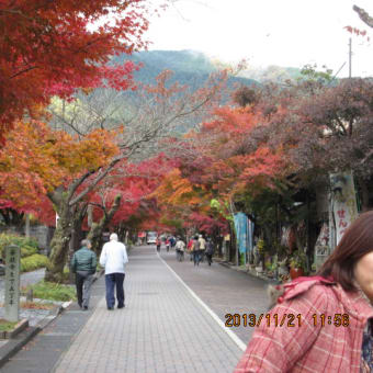 岐阜に来て「紅葉を」を　翌檜さんに案内されて‼